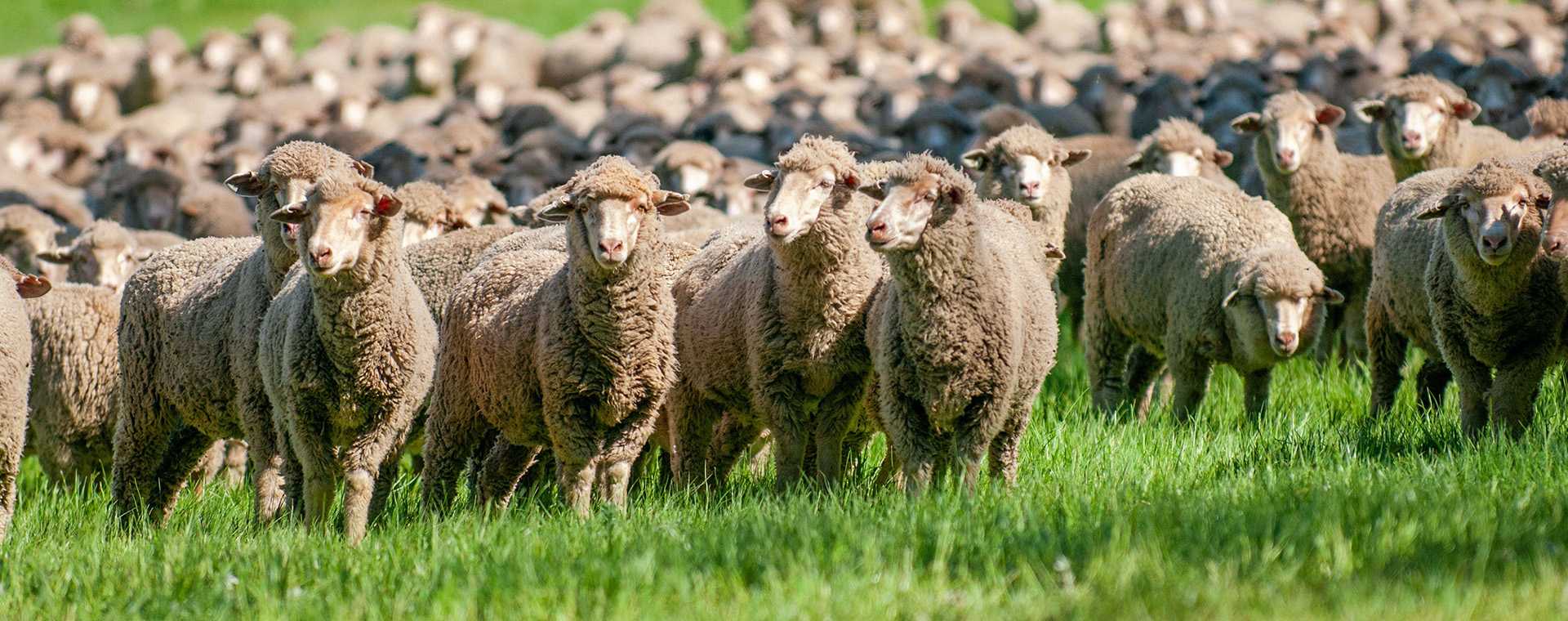 A flock of sheep on a grassy plain