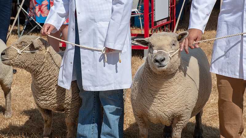 Sheep at an agricultural show.