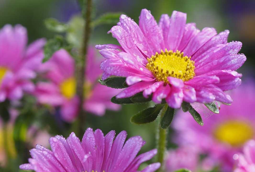 A close-up of a purpe flower.
